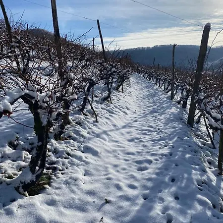 Lejlighed Alblounge Vip