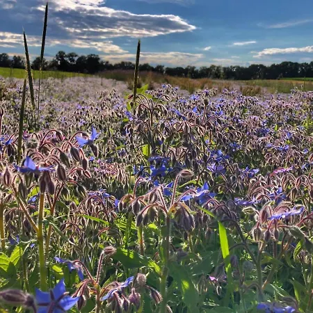 Lejlighed Alblounge Vip Neuffen